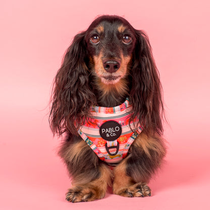The Blooming Dachshund: Adjustable Harness