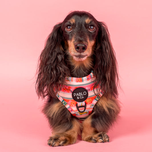 The Blooming Dachshund: Adjustable Harness