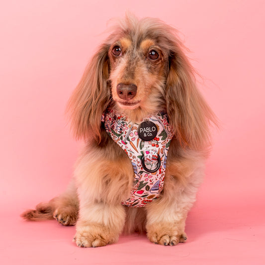 Farmers Market: No Pull Adventure Harness