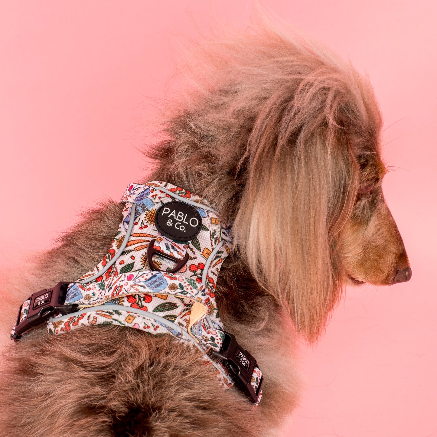 Farmers Market: No Pull Adventure Harness