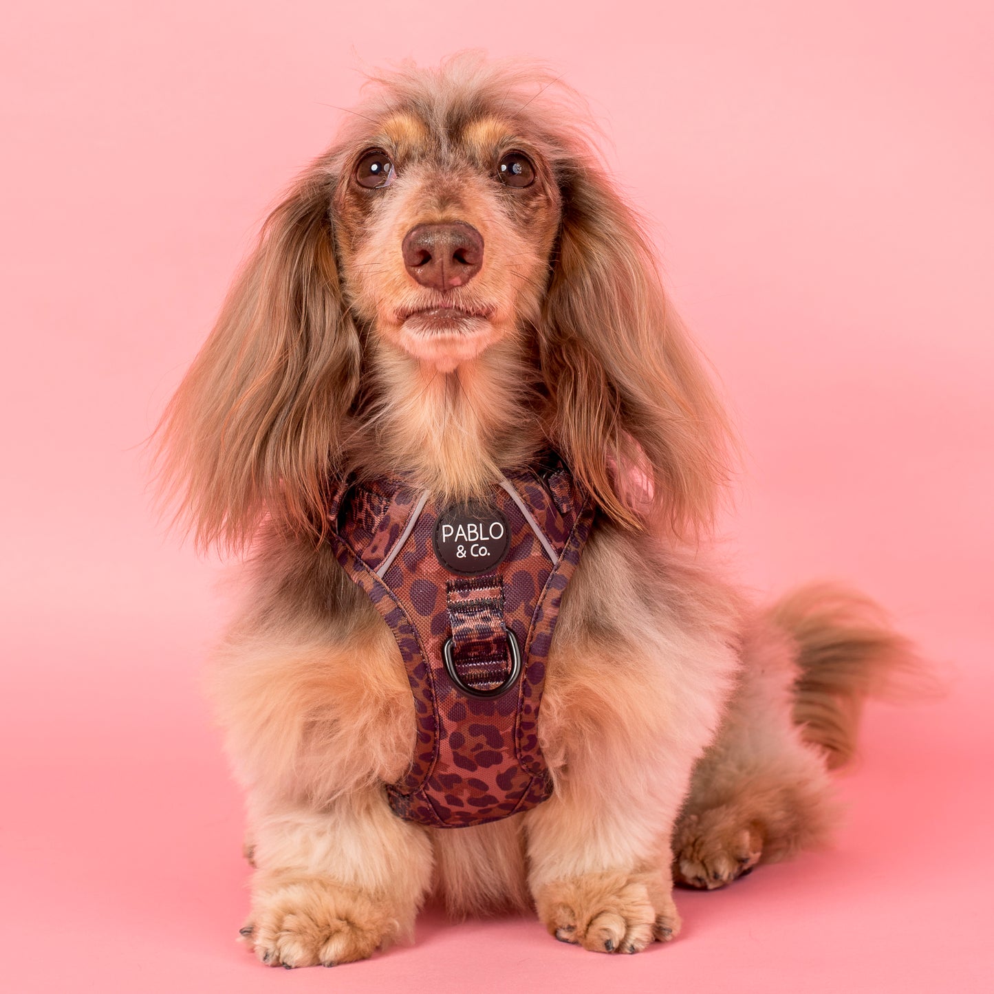 Leopard: No Pull Adventure Harness