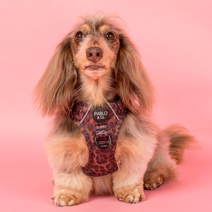 Leopard: No Pull Adventure Harness