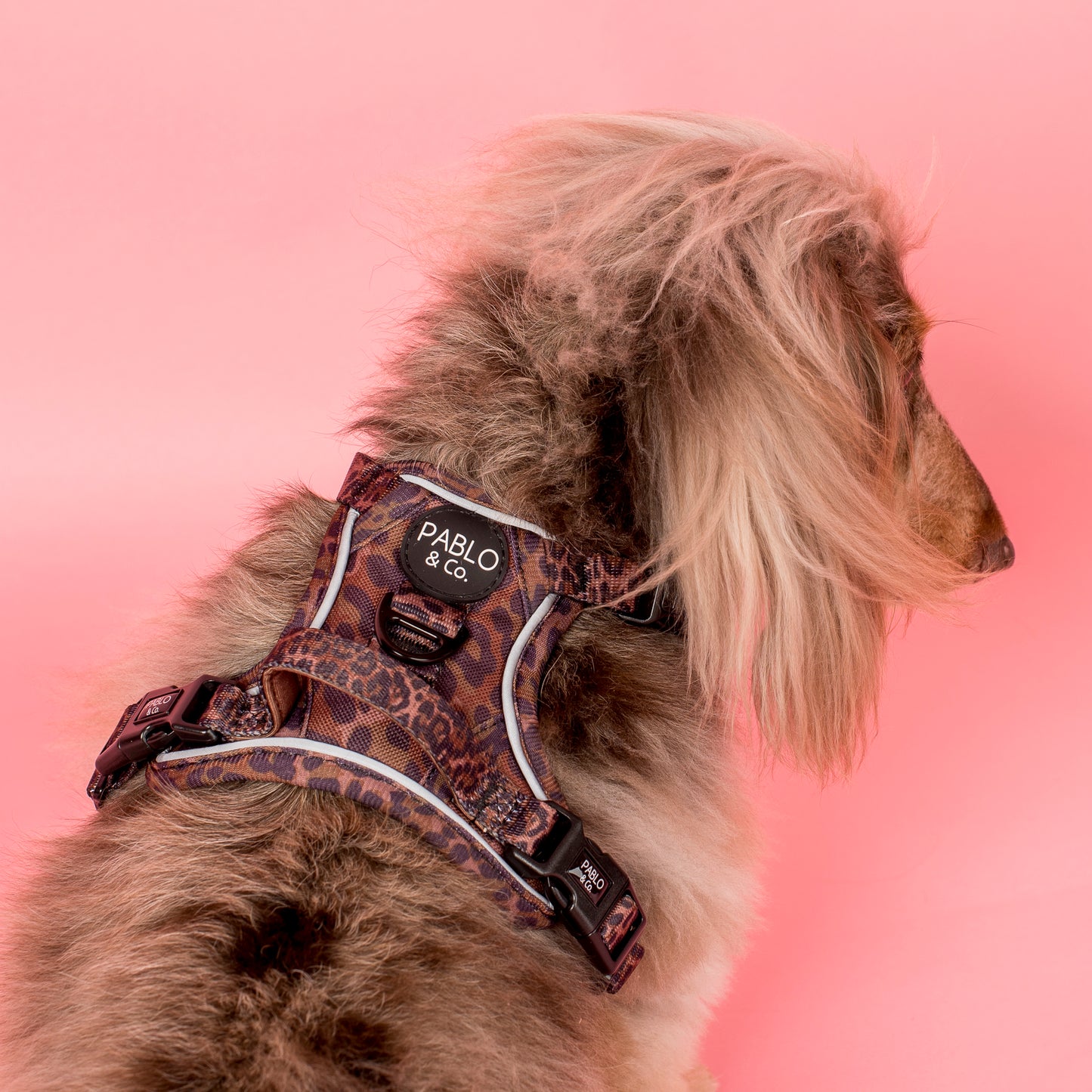 Leopard: No Pull Adventure Harness