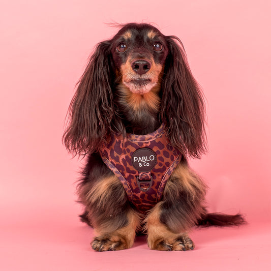Leopard: Adjustable Harness