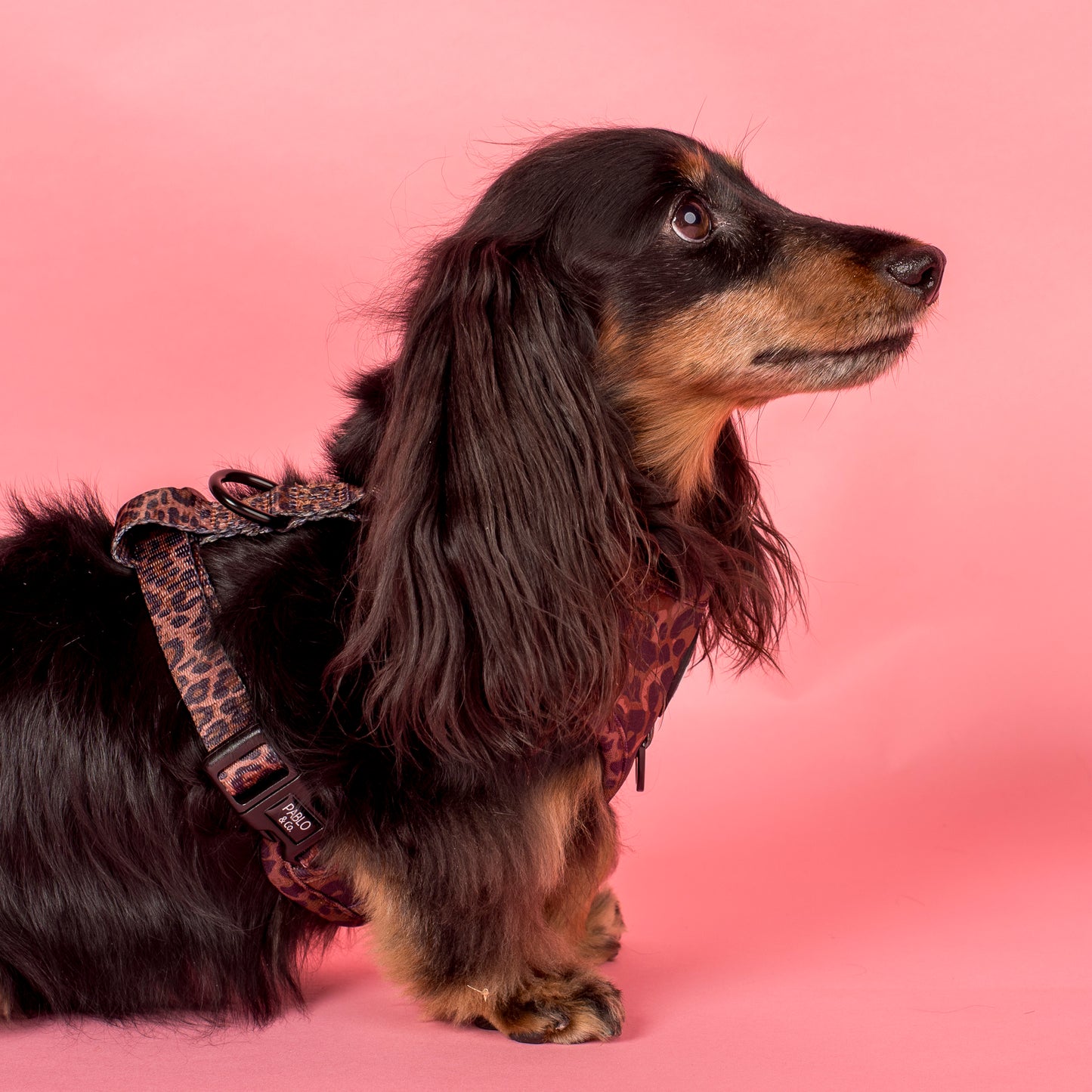 Leopard: Adjustable Harness