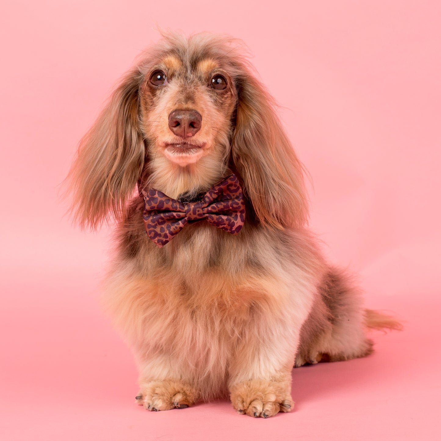 Leopard: Bow Tie