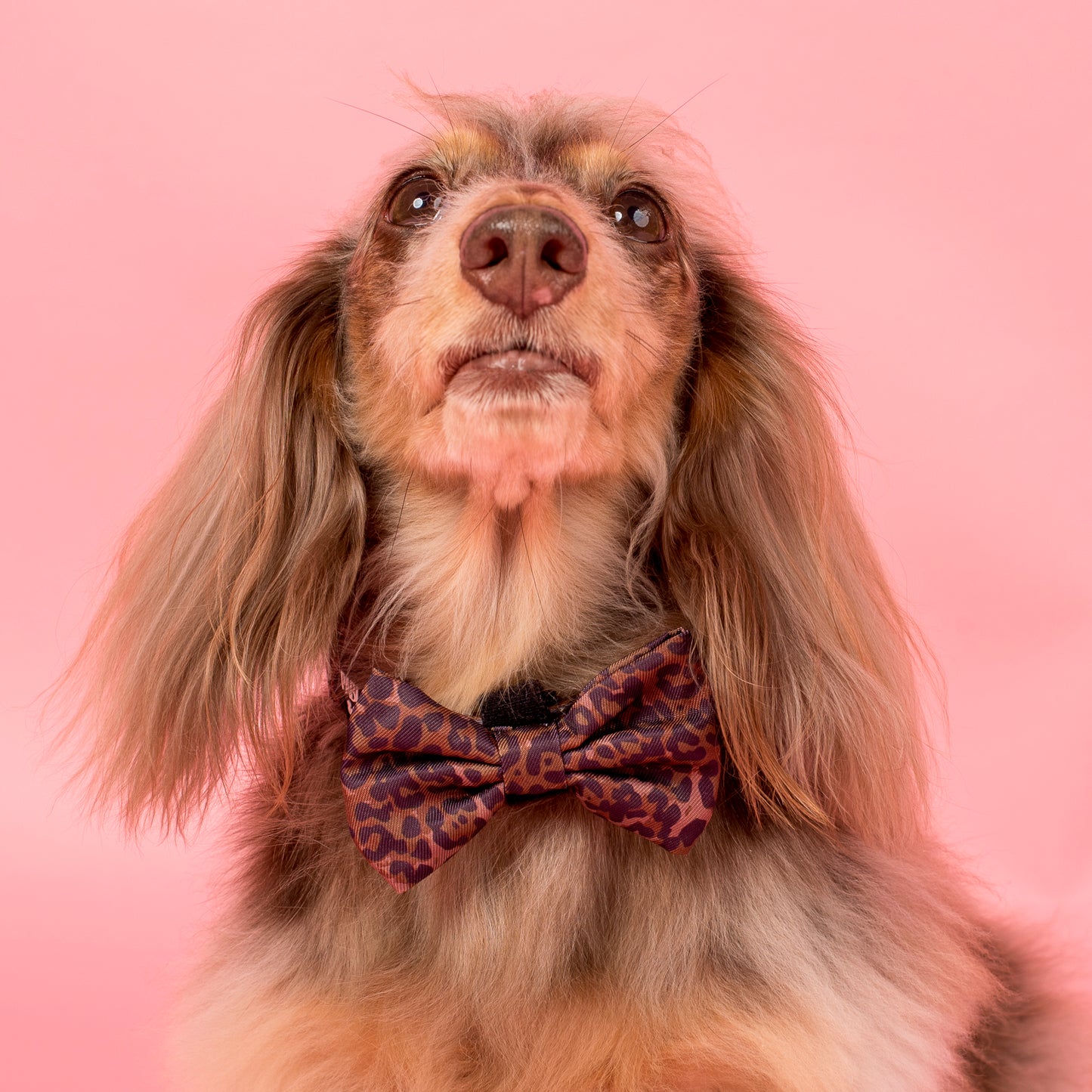 Leopard: Bow Tie