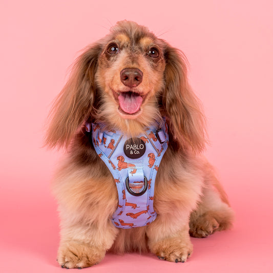 Dachshund: No Pull Adventure Harness