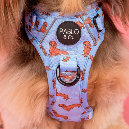 Dachshund: No Pull Adventure Harness