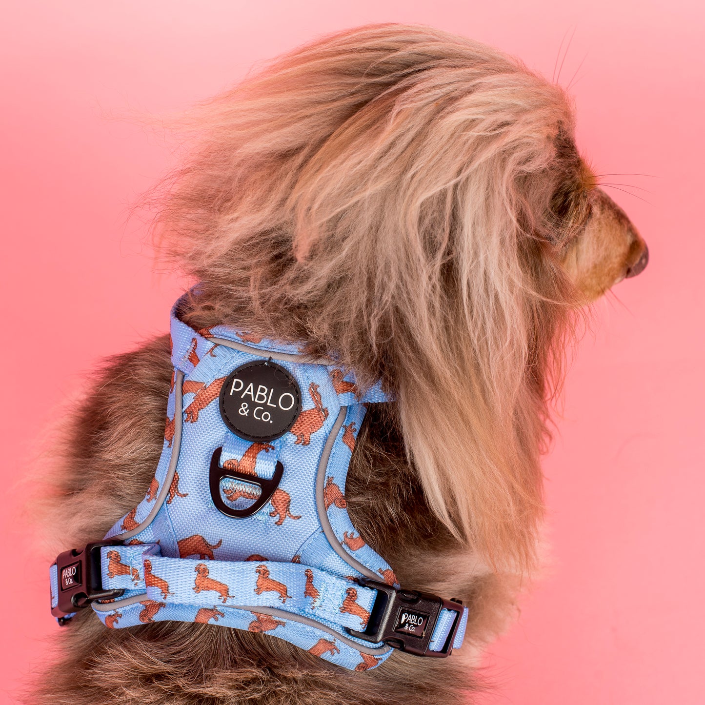 Dachshund: No Pull Adventure Harness