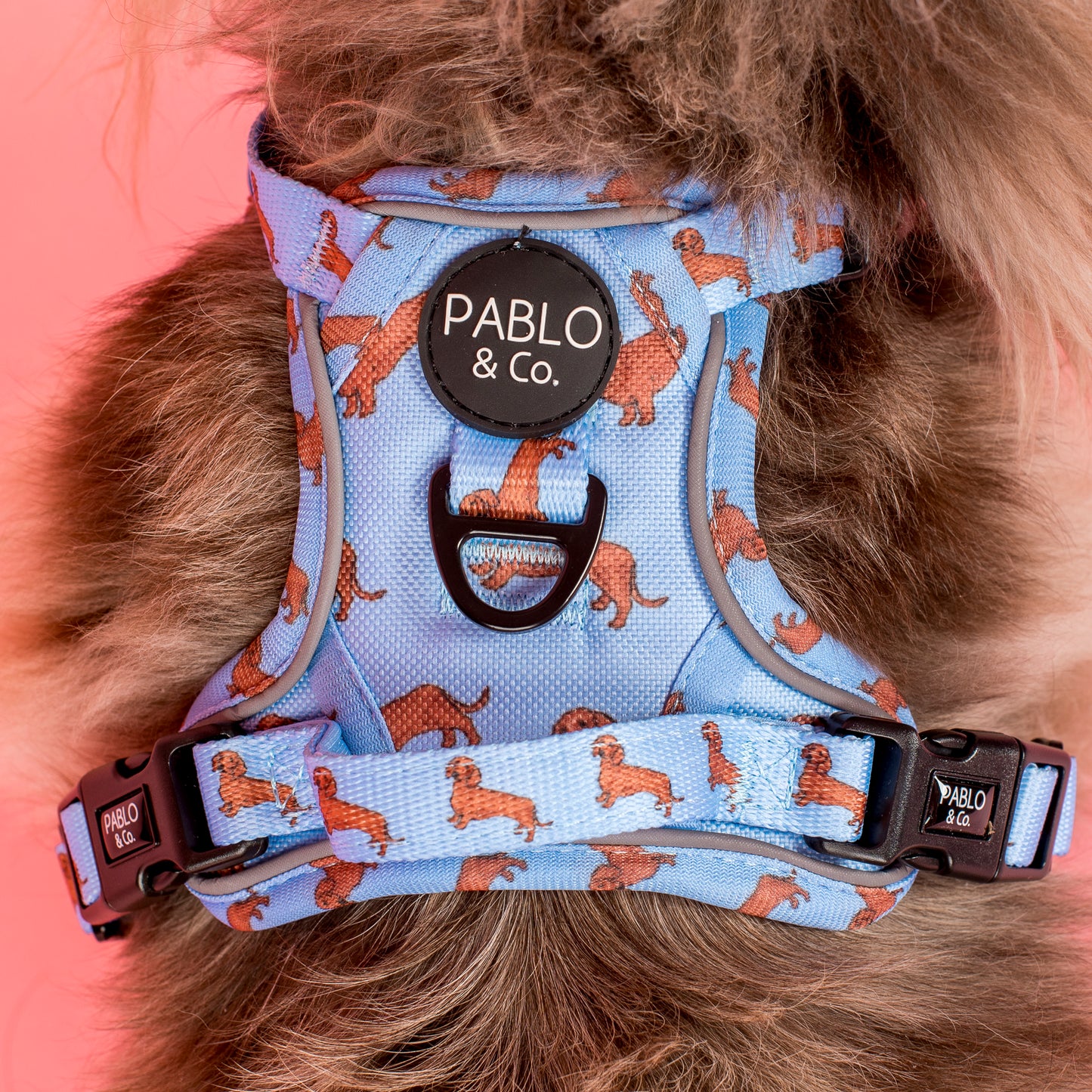 Dachshund: No Pull Adventure Harness