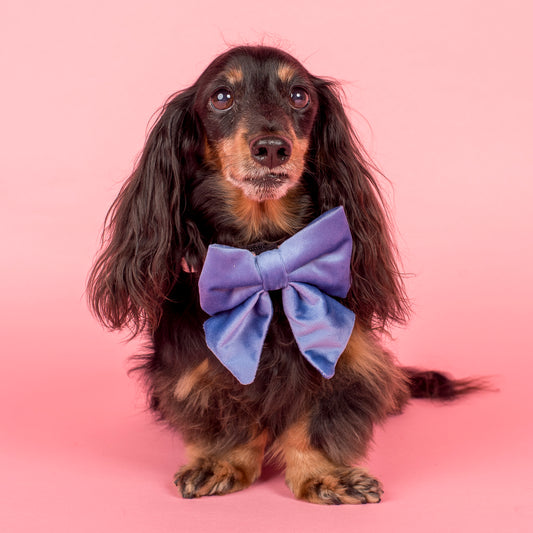 Blue Velvet Sailor Bow Tie