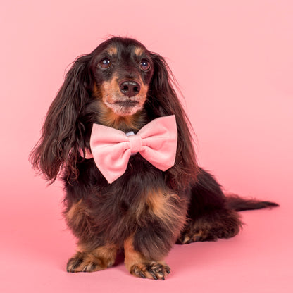 Pink Velvet Bow Tie