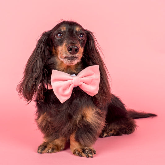 Pink Velvet Bow Tie