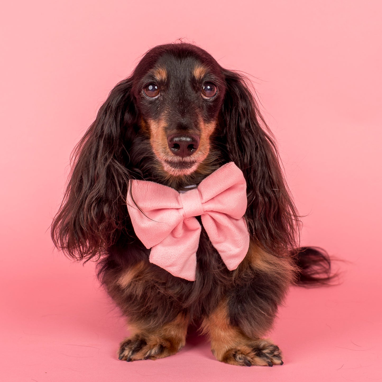 Pink Velvet Sailor Bow Tie