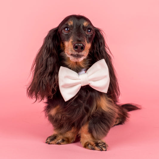 White Velvet Bow Tie