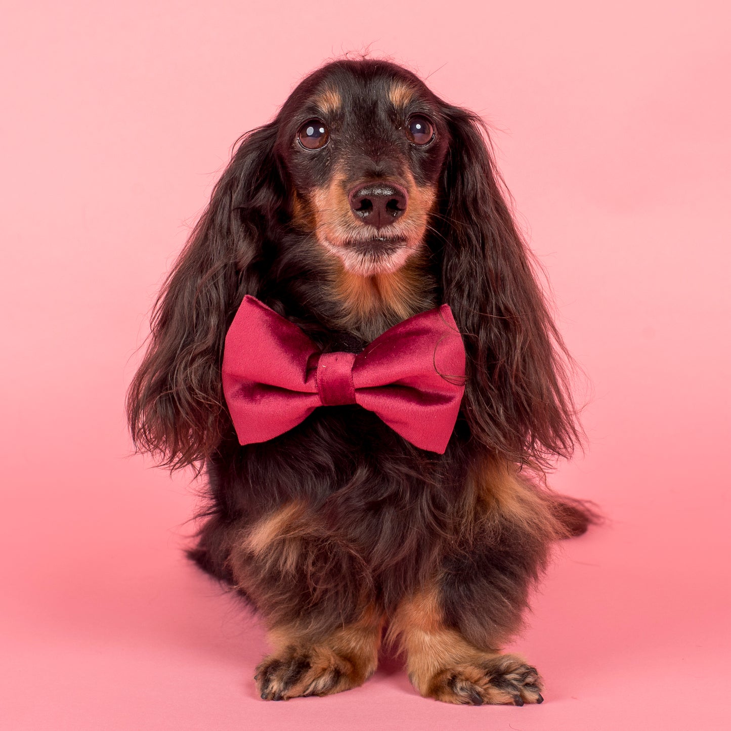 Burgundy Velvet Bow Tie
