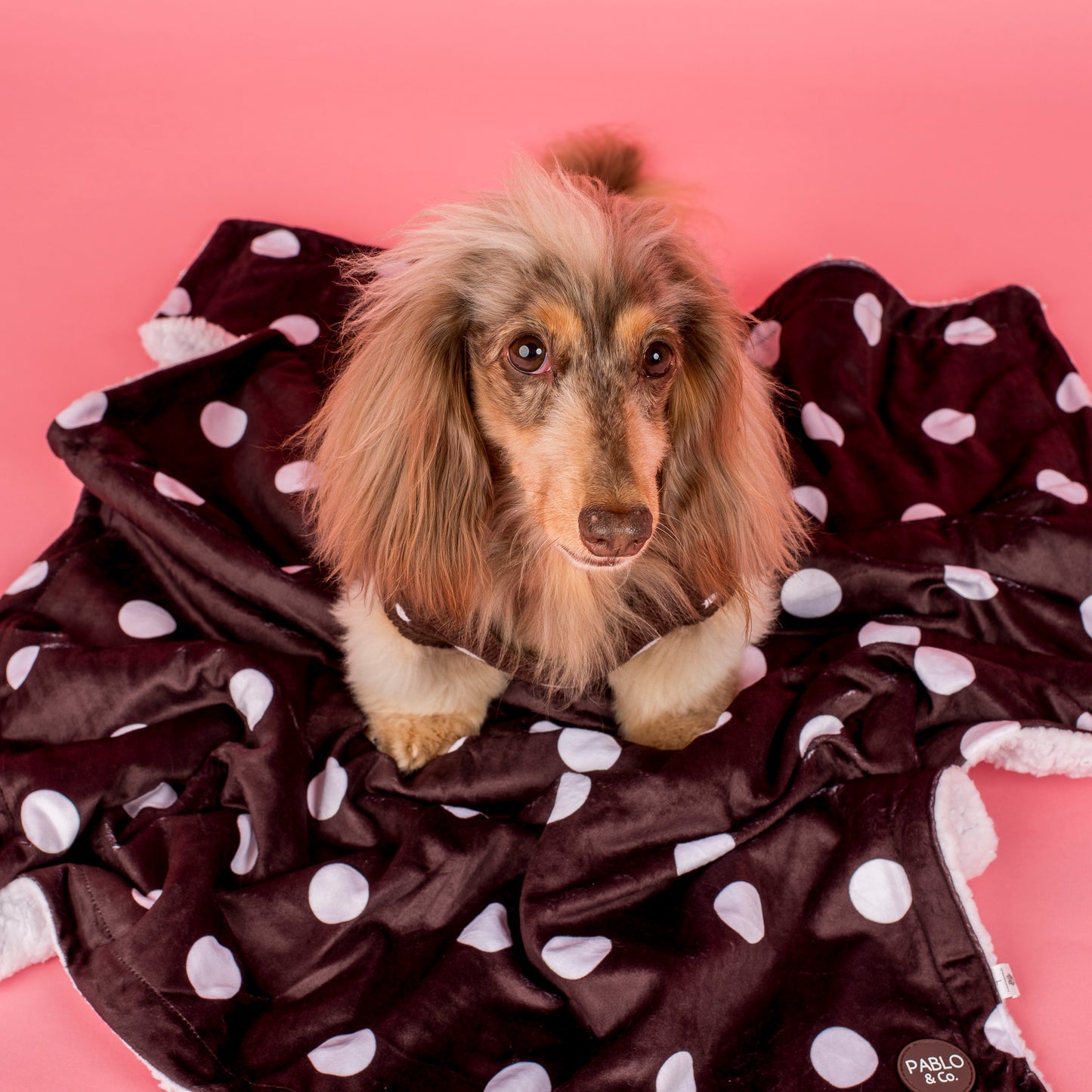 Polka Dots: Dog Blanket