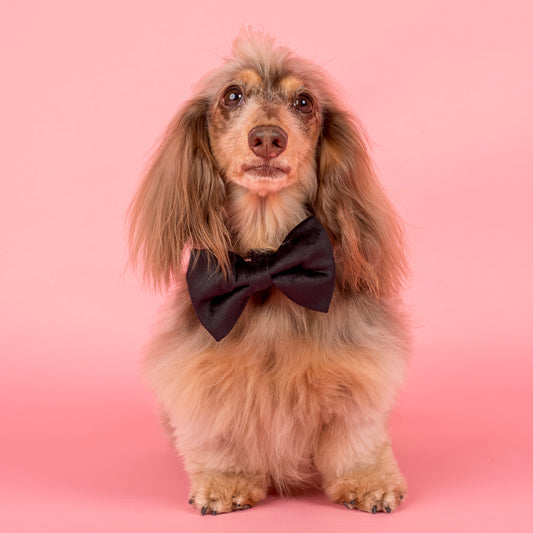 Black Velvet Bow Tie