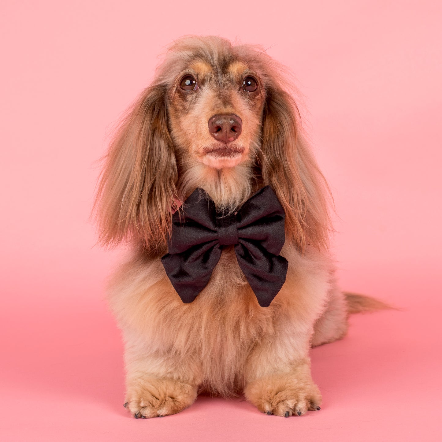 Black Velvet Sailor Bow Tie
