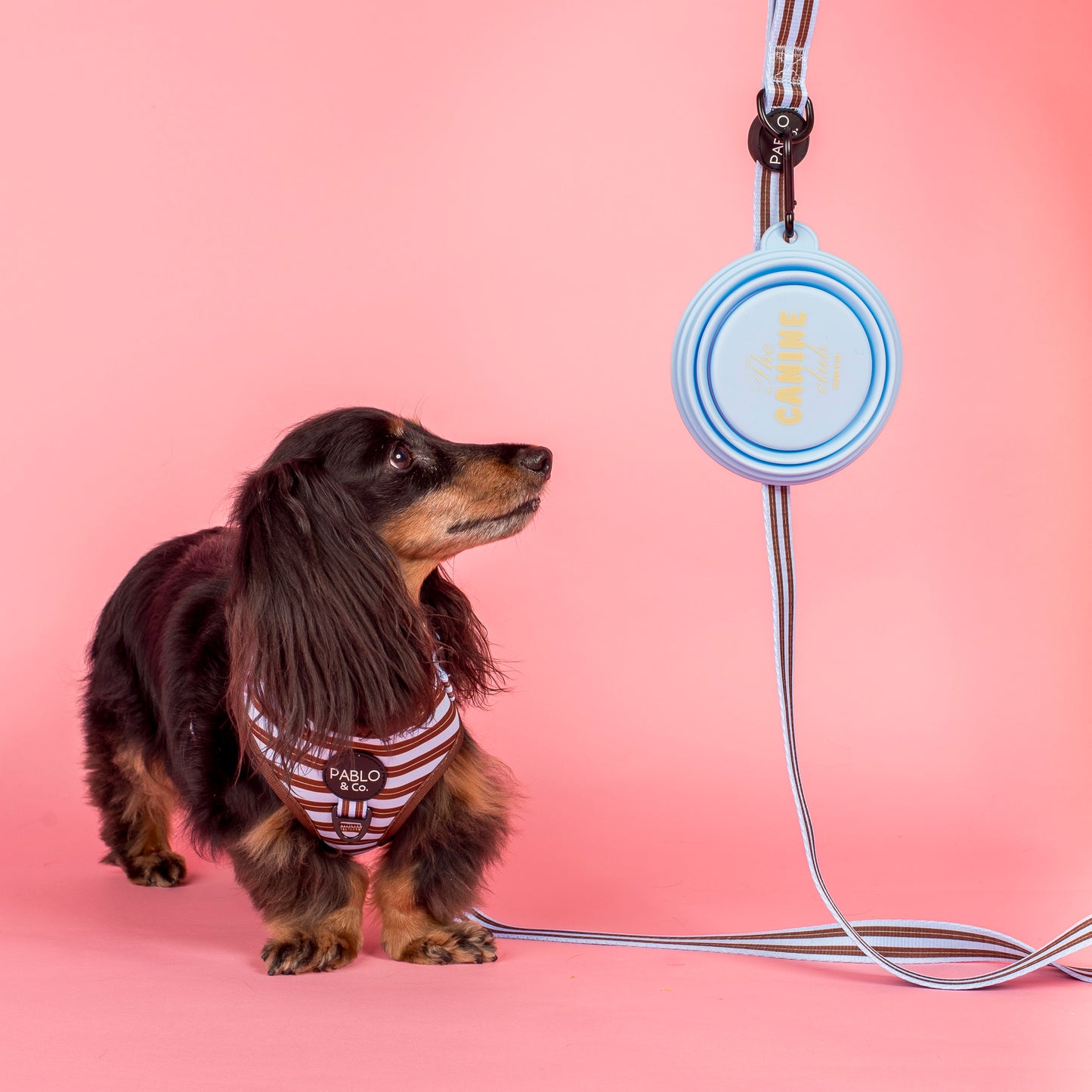 Collapsible Dog Water Bowl - Canine Club