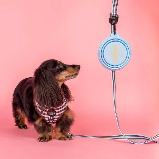 Collapsible Dog Water Bowl - Canine Club