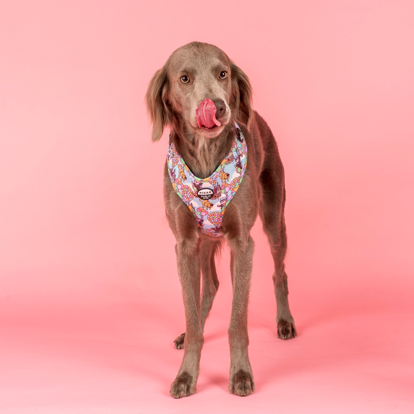 Up: Adjustable Harness