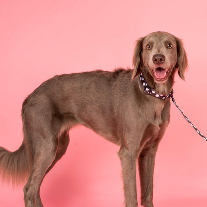 Polka Dots: Collar