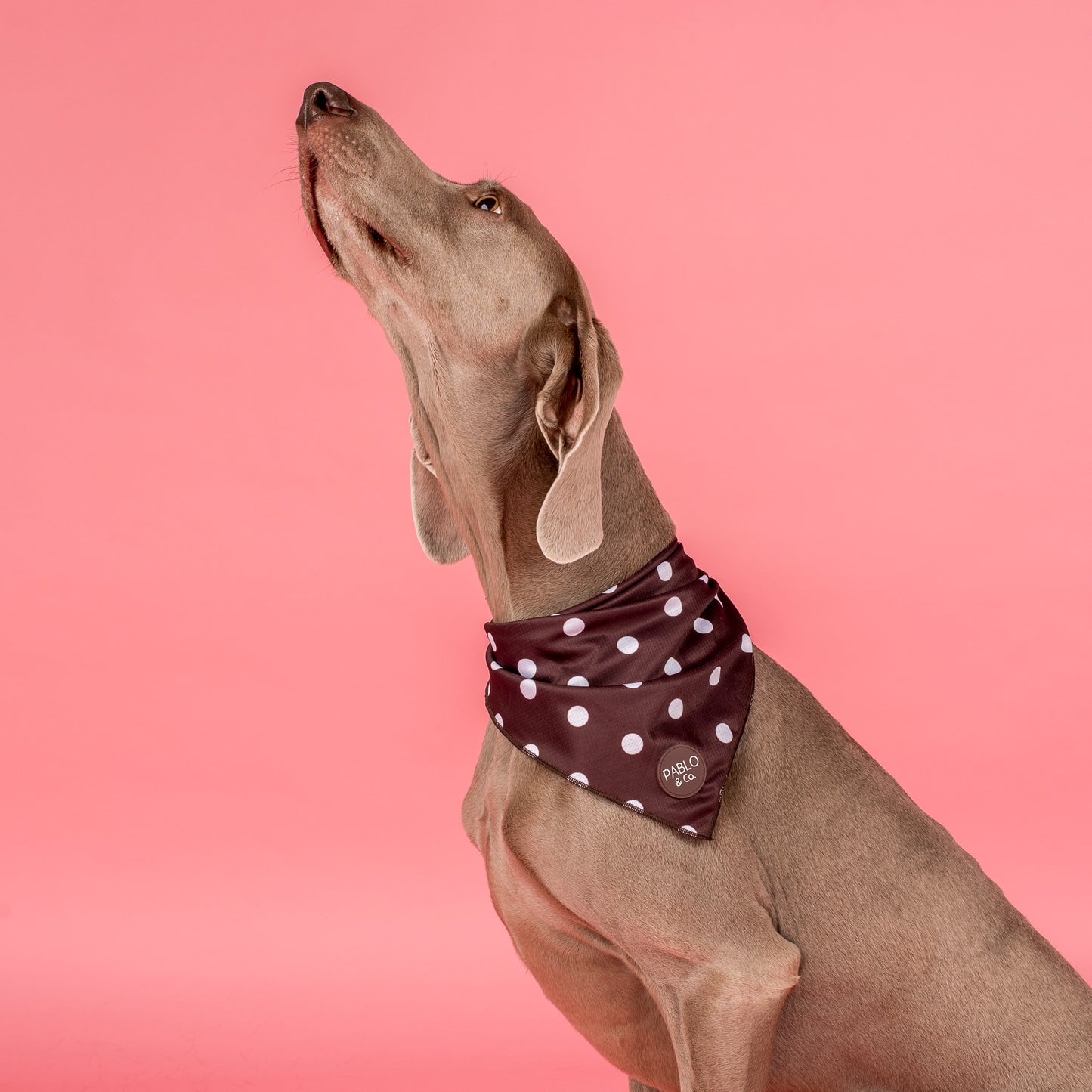 Polka Dots: Dog Bandana