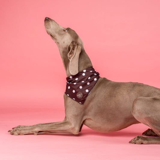 Polka Dots: Dog Bandana