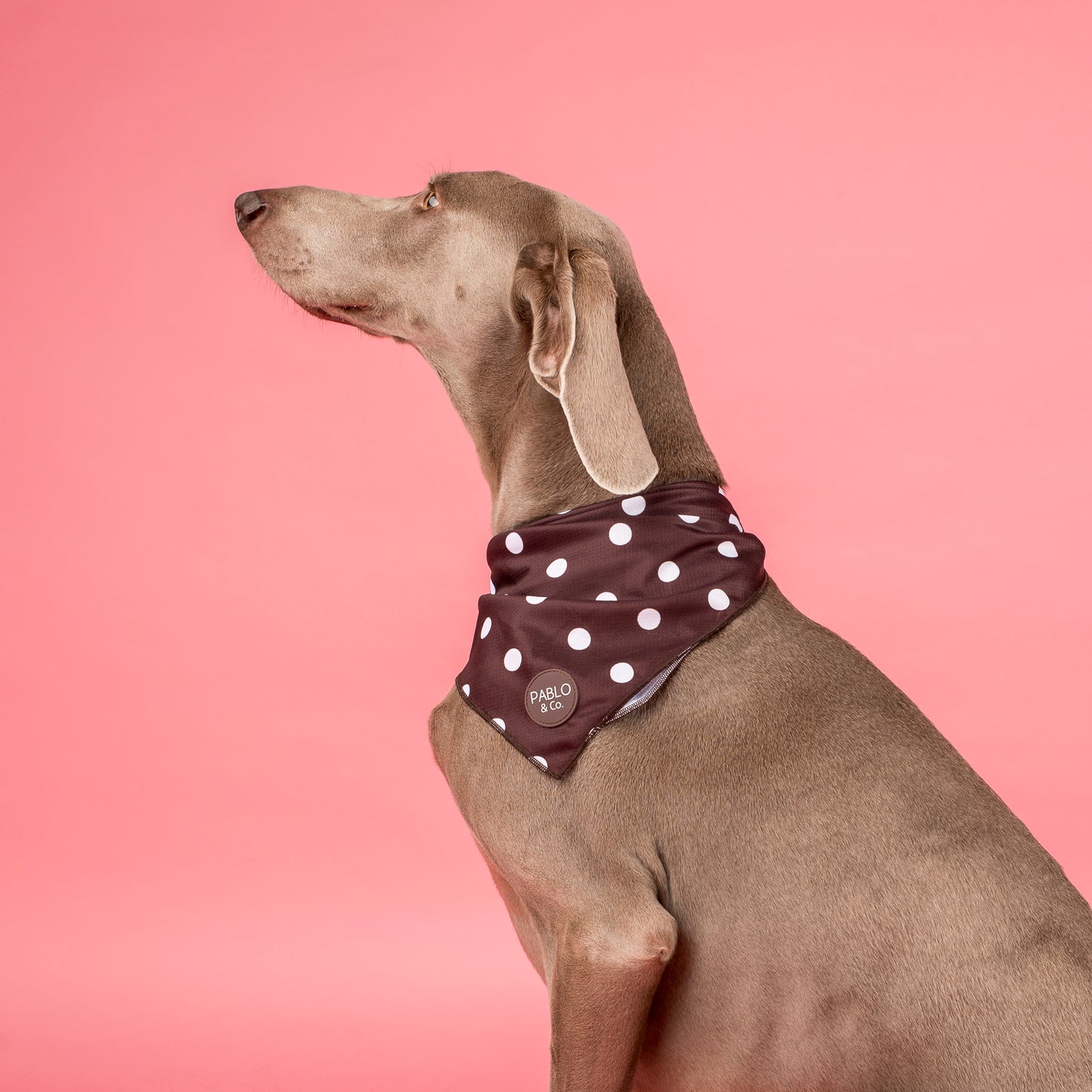 Polka Dots: Dog Bandana