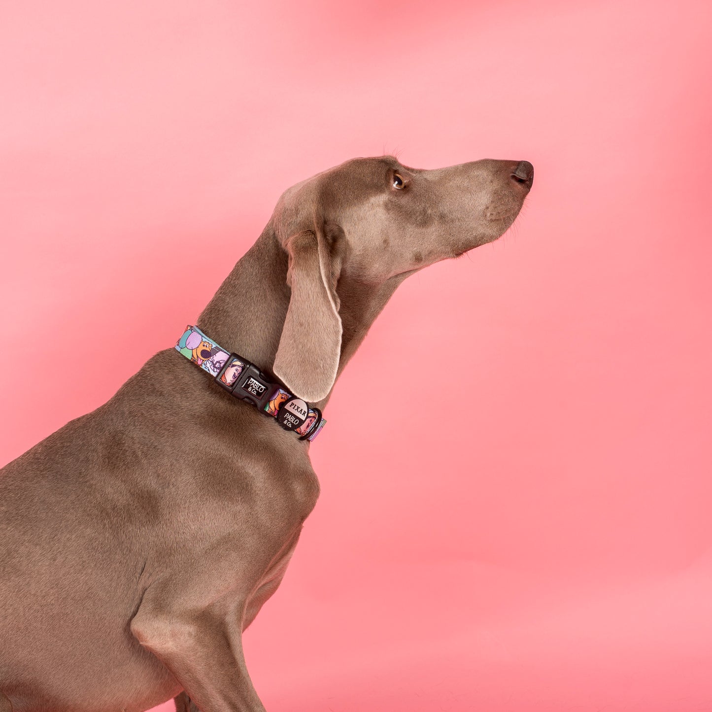 Up: Dog Collar