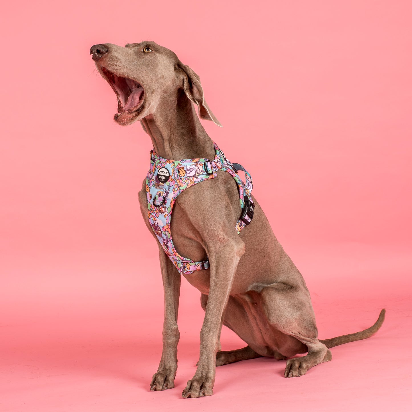 Up: No Pull Adventure Harness