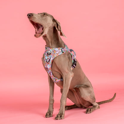 Up: No Pull Adventure Harness