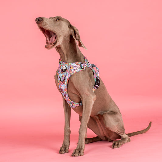 Up: No Pull Adventure Harness