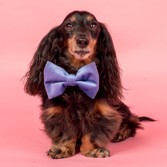 Blue Velvet Bow Tie