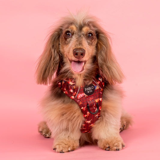 Merry Little Dachshunds: No Pull Adventure Harness