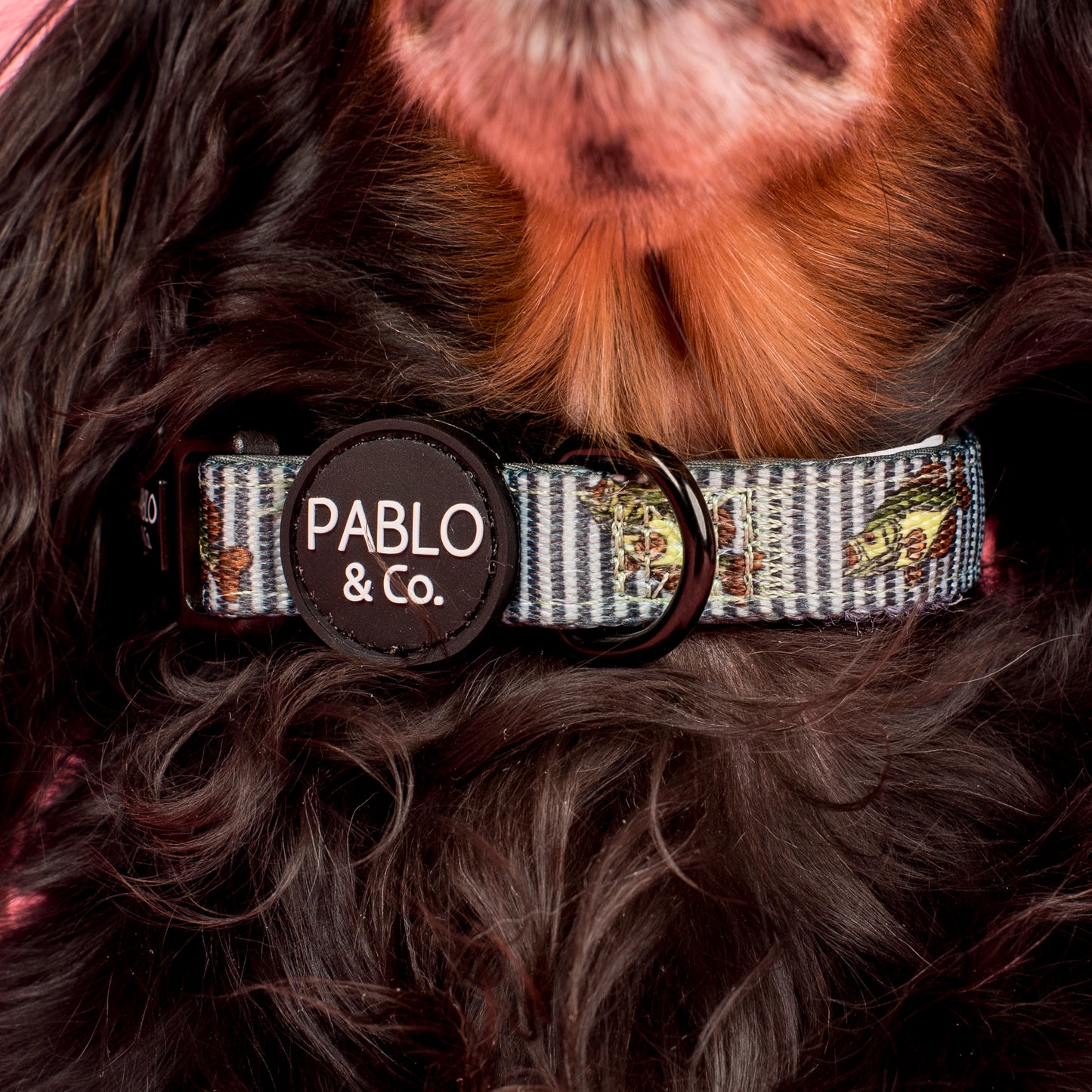 Gone Fishing: Collar