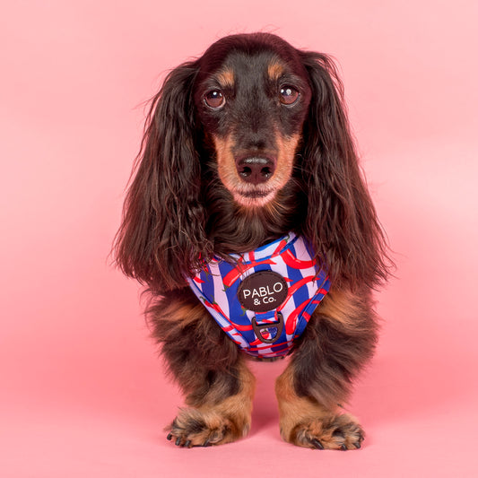 Hot Chillies: Adjustable Harness