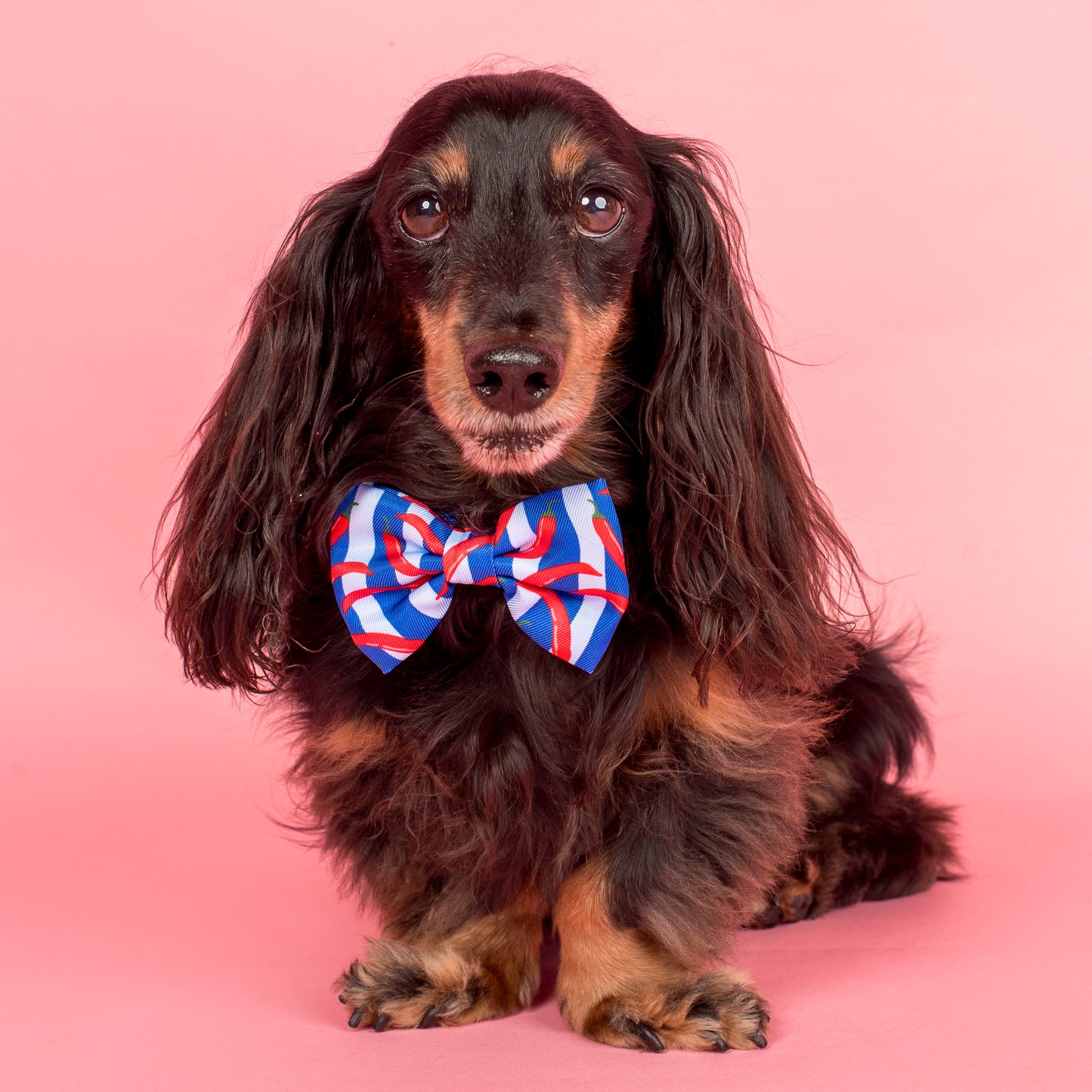 Hot Chillies: Bow Tie