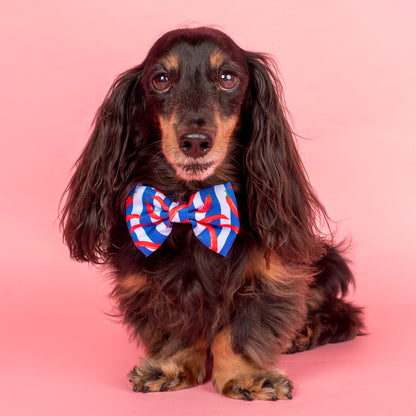 Hot Chillies: Bow Tie