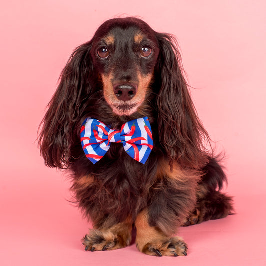 Hot Chillies: Bow Tie