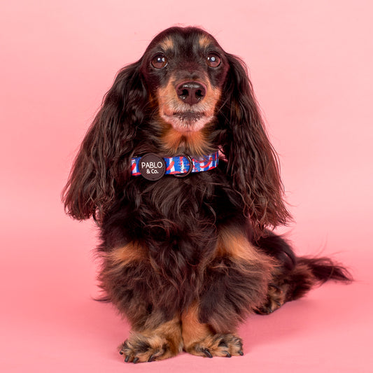 Hot Chillies: Collar