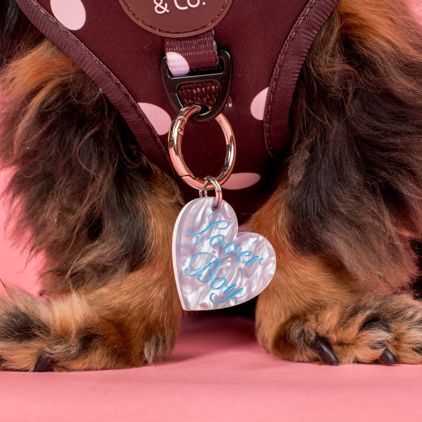 Personalised Pet ID Tag: Lover Boy