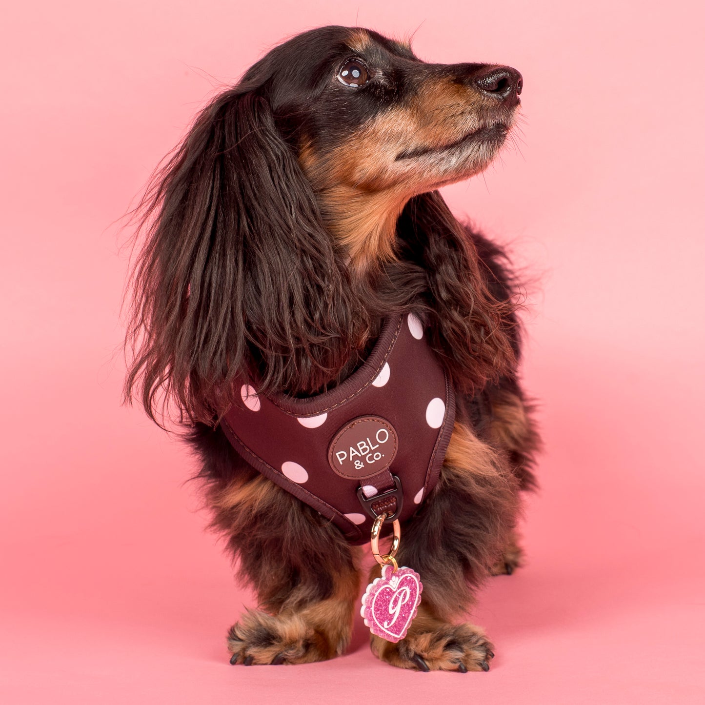 Personalised Pet ID Tag: Initial Locket Pink