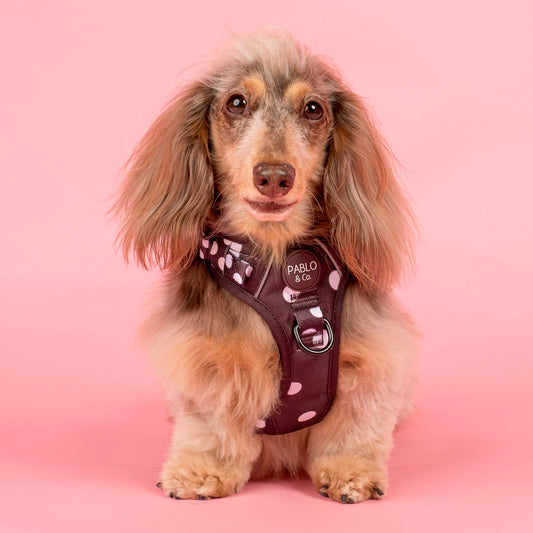 Polka Dots: No Pull Adventure Harness