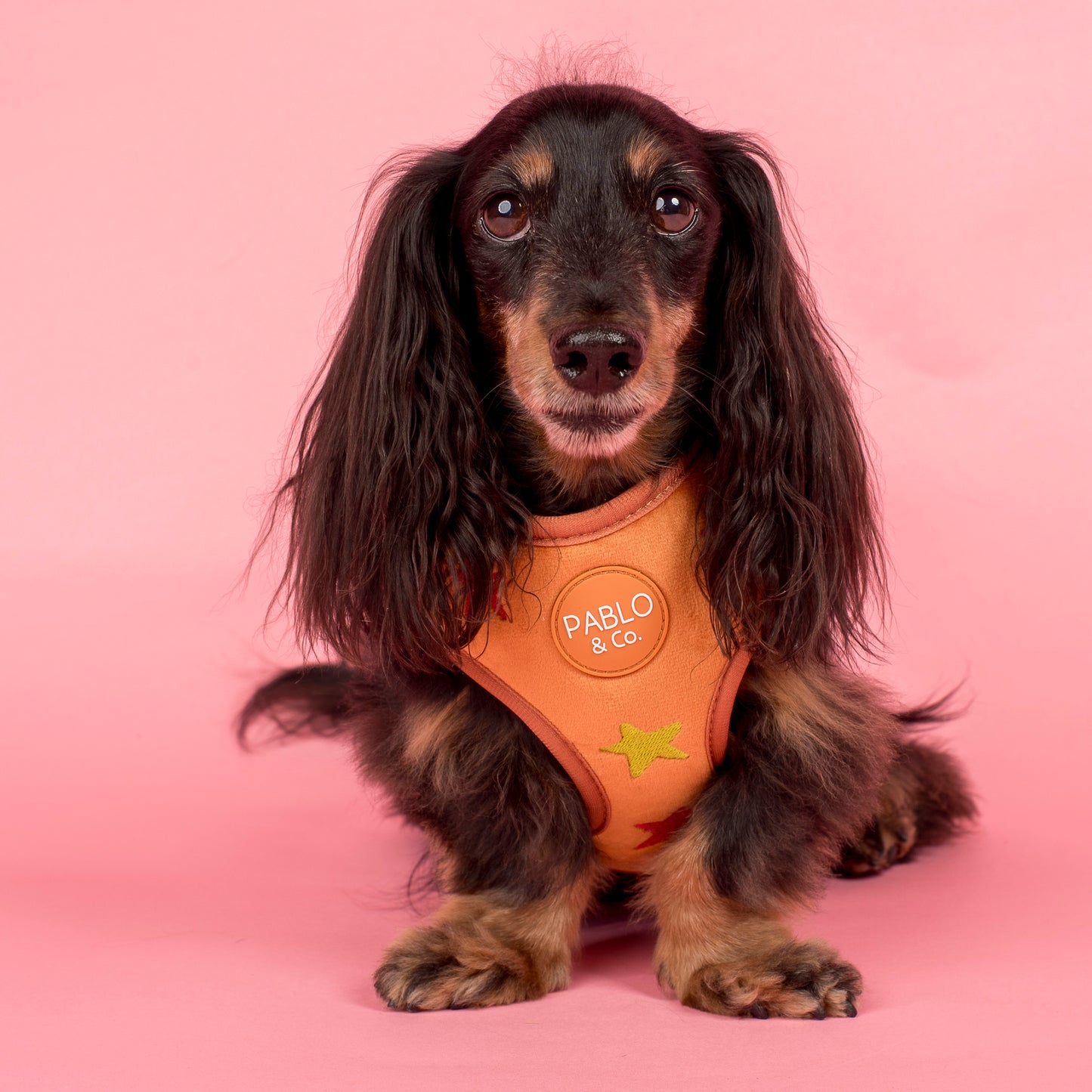 You're A Star: Velvet Adjustable Harness