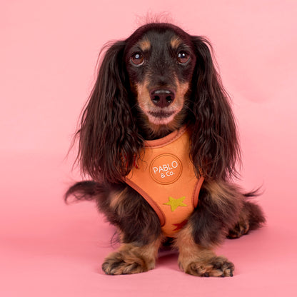 You're A Star: Velvet Adjustable Harness