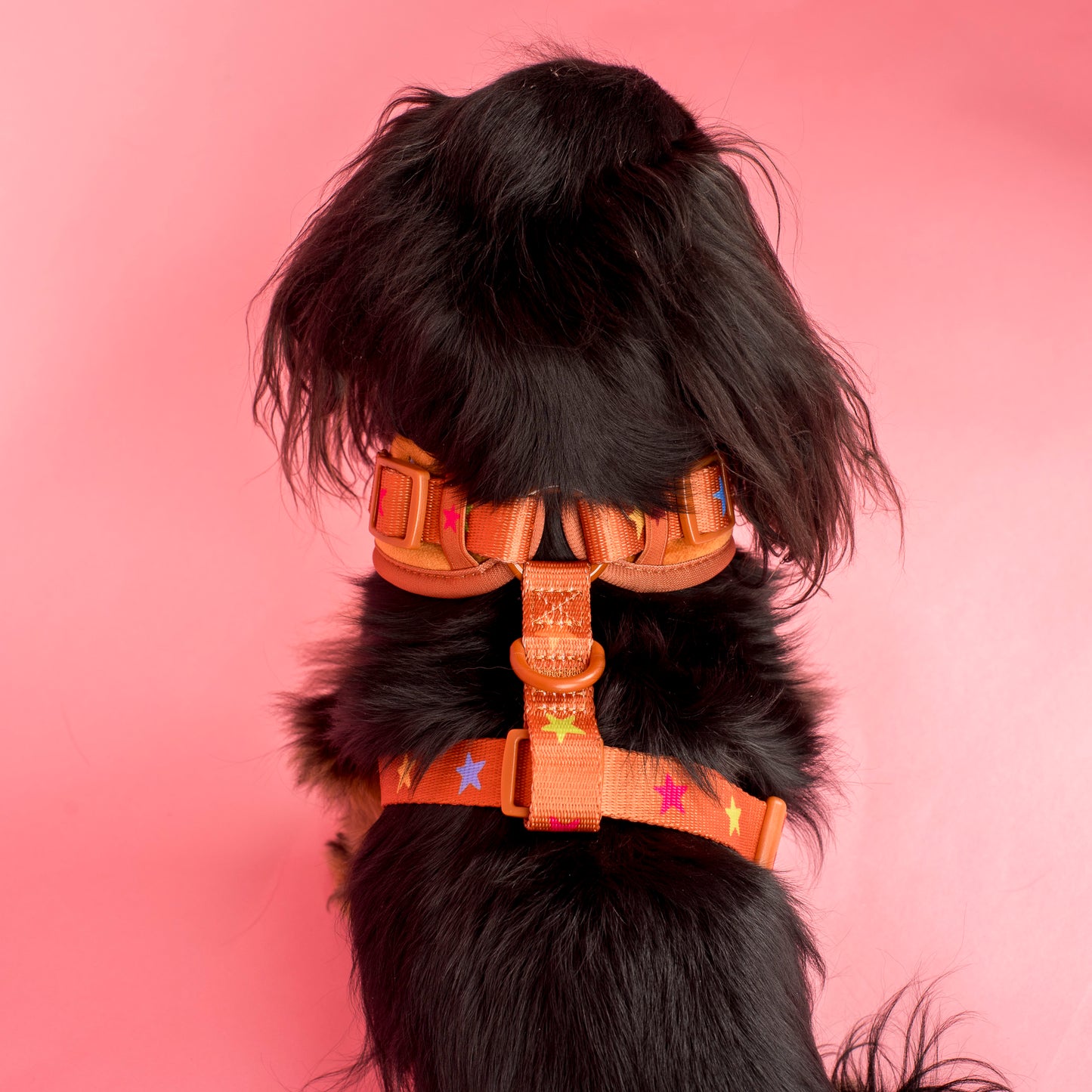 You're A Star: Velvet Adjustable Harness