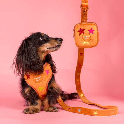 You're A Star: Velvet Dog Leash
